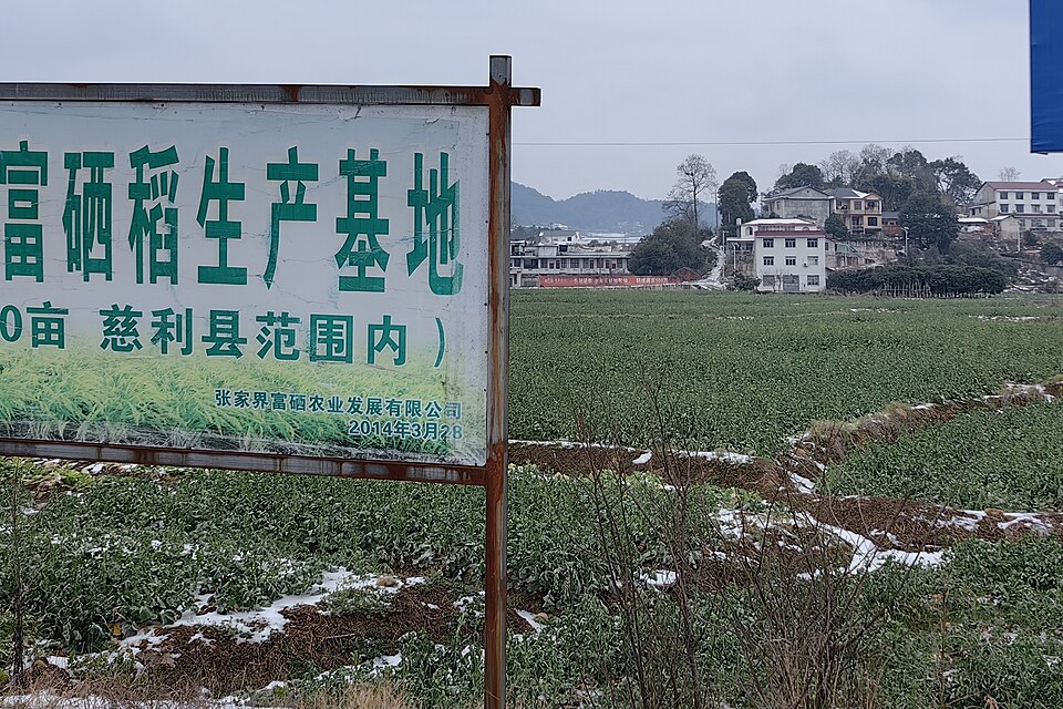 富硒稻生产基地